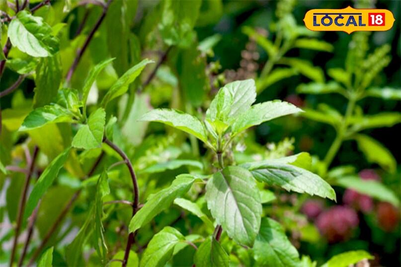तुलसी खेती की जानकारी, Tulsi farming, Organic Tulsi cultivation, Tulsi farming tips, Tulsi business ideas, Tulsi farming guide 