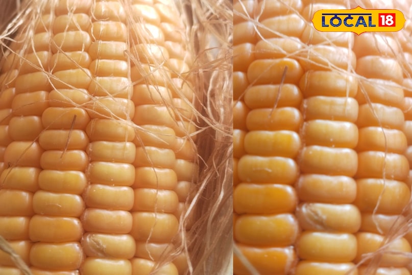 Meerut, rain, dumplings, corn, maize, taste, recipe, local-18, meerut, rain, dumplings, corn, corn, taste, recipe, local-18 Meerut, rain, dumplings, corn, maize, taste, recipe, local-18, meerut, rain, dumplings, corn, corn, taste, recipe, local-18
