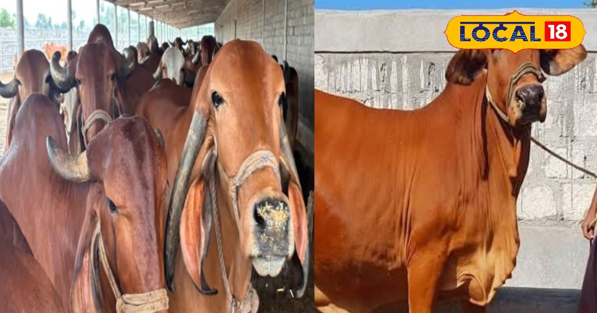 Animal Husbandry: गिर-साहिवाल गाय का करें पालन, अमृत जैसा देती है दूध, पशुपालकों की जेब हो जाएगी भारी