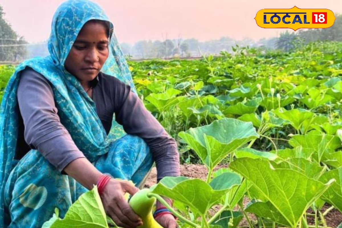 अगस्त में बो दी ये सब्जियां तो 6 महीने में दरवाजे पर खड़ी होगी कार! पैसे की...