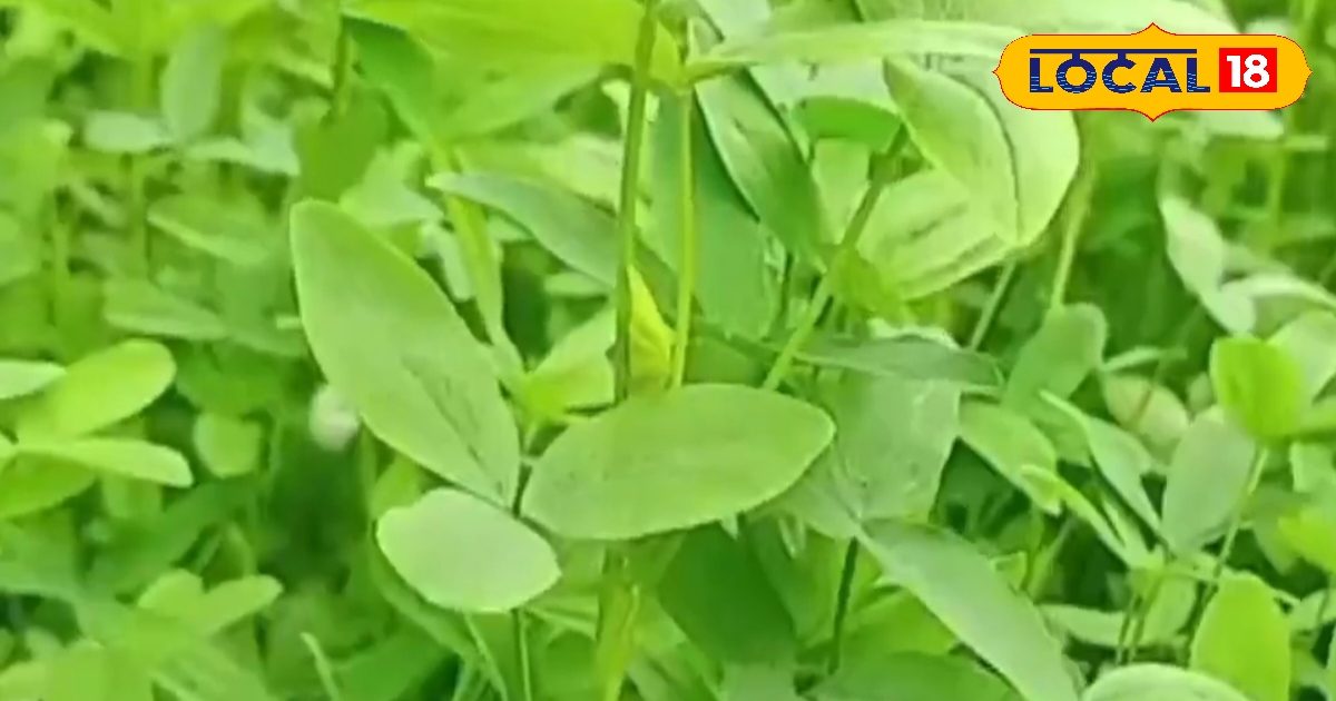 1 बार बोओ, 8 बार काटो! इस खेती से पशुओं को मिलेगा सुपर चारा, मिट्टी भी होगी उपजाऊ, किसान भी होंगे मालामाल