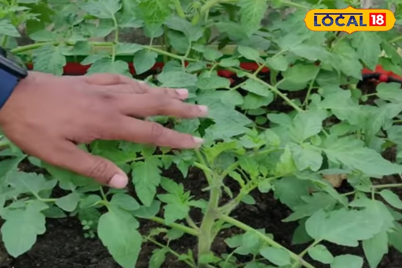 बरसात में टमाटर के पौधे की देखभाल कैसे करें, टमाटर के पौधे से ज्यादा उत्पादन कैसे लें, टमाटर के पौधे को कीट से कैसे बचाएं, बरसात में टमाटर के पौधे को पानी कितना दें, लोकल 18, How to take care of tomato plant in rainy season, how to get more production from tomato plant, how to protect tomato plant from pests, how much water to give to tomato plant in rainy season, Local 18 बरसात में टमाटर के पौधे की देखभाल कैसे करें, टमाटर के पौधे से ज्यादा उत्पादन कैसे लें, टमाटर के पौधे को कीट से कैसे बचाएं, बरसात में टमाटर के पौधे को पानी कितना दें, लोकल 18, How to take care of tomato plant in rainy season, how to get more production from tomato plant, how to protect tomato plant from pests, how much water to give to tomato plant in rainy season, Local 18