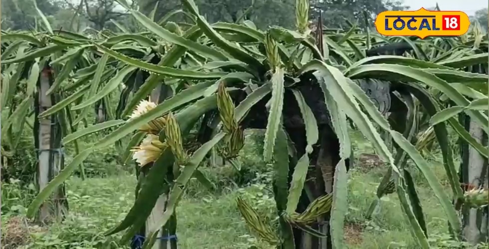बिहार के किसानों के लिए खुशखबरी, अब ड्रैगन फ्रूट की खेती पर मिलेगा बंपर अनुदान