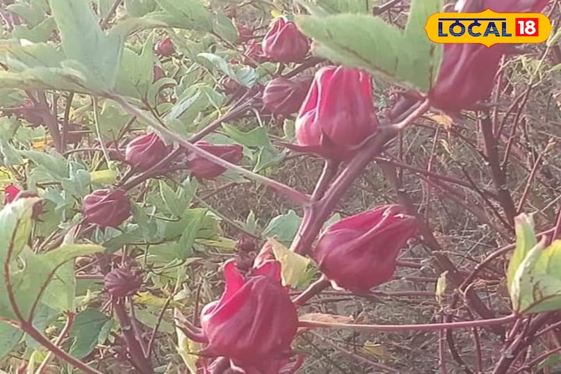 Organic leafy greens cultivation, Tips and tricks, local18, khargone letest news, Madhya Pradesh hindi news Organic leafy greens cultivation, Tips and tricks, local18, khargone letest news, Madhya Pradesh hindi news