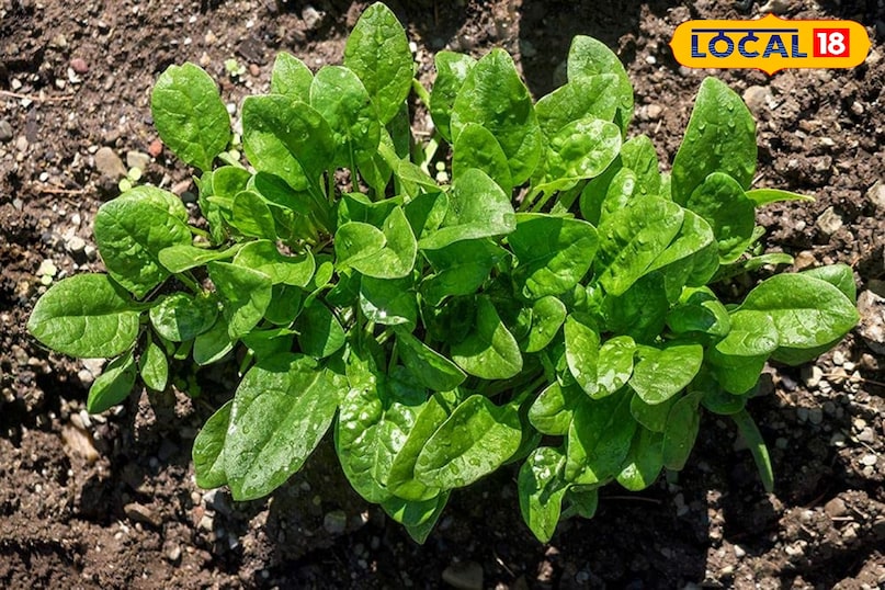 Organic leafy greens cultivation, Tips and tricks, local18, khargone letest news, Madhya Pradesh hindi news Organic leafy greens cultivation, Tips and tricks, local18, khargone letest news, Madhya Pradesh hindi news