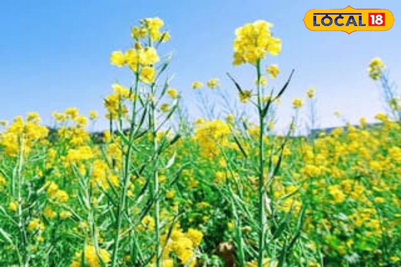 Organic leafy greens cultivation, Tips and tricks, local18, khargone letest news, Madhya Pradesh hindi news Organic leafy greens cultivation, Tips and tricks, local18, khargone letest news, Madhya Pradesh hindi news