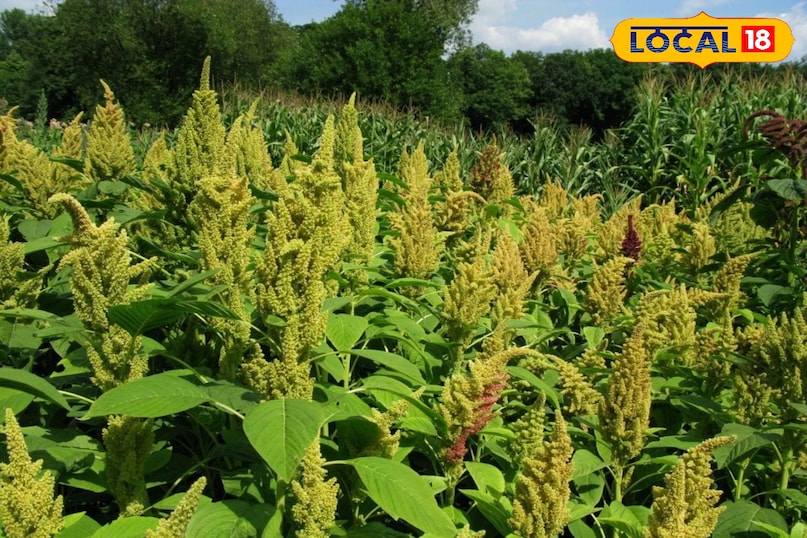 Organic leafy greens cultivation, Tips and tricks, local18, khargone letest news, Madhya Pradesh hindi news Organic leafy greens cultivation, Tips and tricks, local18, khargone letest news, Madhya Pradesh hindi news