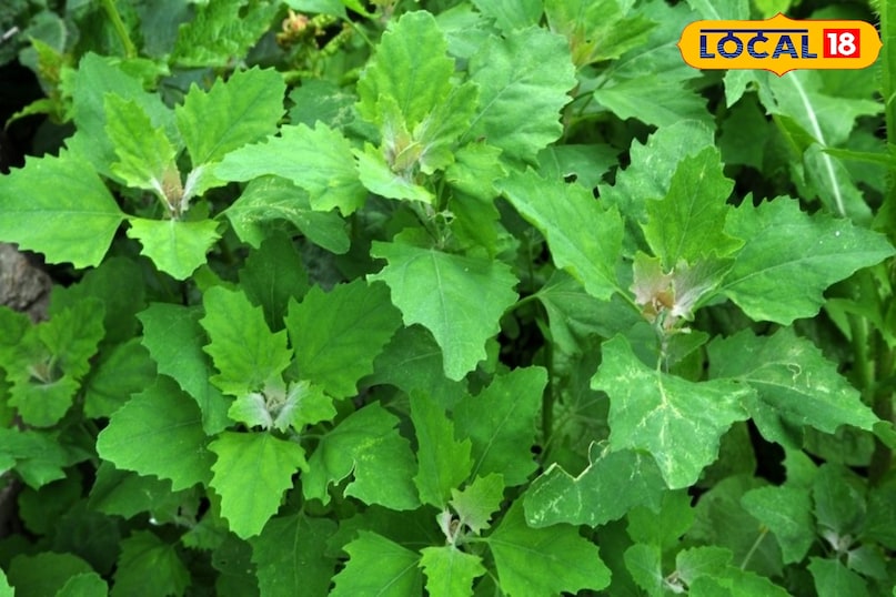 How to grow leafy vegetables at home, Organic leafy greens cultivation, Tips and tricks, local18, khargone letest news, Madhya Pradesh hindi news How to grow leafy vegetables at home, Organic leafy greens cultivation, Tips and tricks, local18, khargone letest news, Madhya Pradesh hindi news