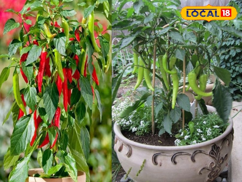 Agriculture tips, farming tips, agriculture news , DAP , fertilizer , Kisan News , एसएसपी खाद , डीएपी खाद , DAP Fertilizer , DAP crisis , Fertilizer shortage , Single Super Phosphate, Fertilizer, Fertilizer, Agriculture, Farming, Kharif Season, Kharif Season crop, DAP, Agriculture tips, farming tips, agriculture news , DAP , fertilizer , Kisan News , एसएसपी खाद , डीएपी खाद , DAP Fertilizer , DAP crisis , Fertilizer shortage , Single Super Phosphate, Fertilizer, Fertilizer, Agriculture, Farming, Kharif Season, Kharif Season crop, DAP,