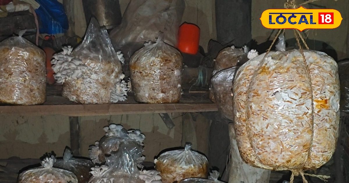 5 लाख रुपये तक कमा रही हैं चंपारण की महिलाएं! बिना खेत-बगीचे के करें ये कमाऊ खेती