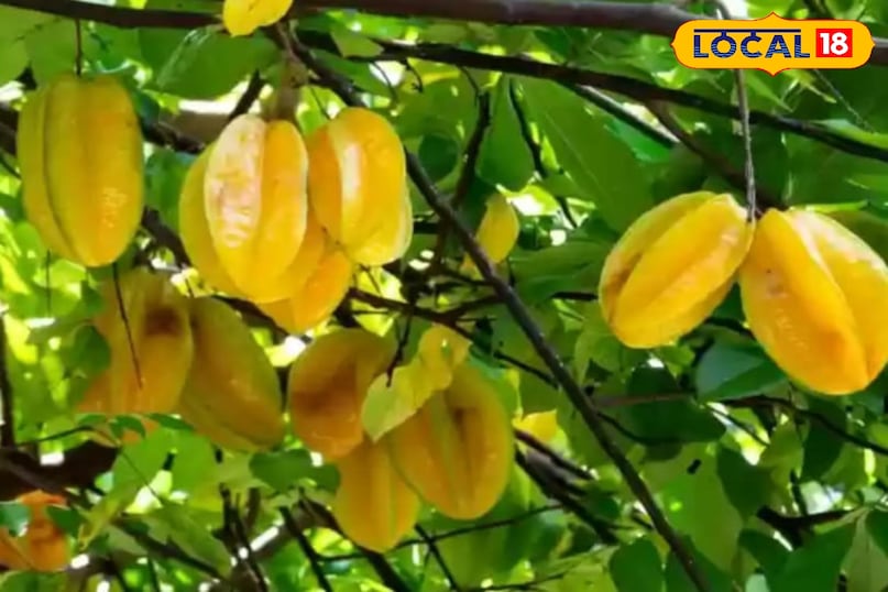 moradabad news,hindi news,up news,local news, मुरादाबाद समाचार, हिंदी समाचार, यूट्यूब समाचार, लोकल समाचार। 