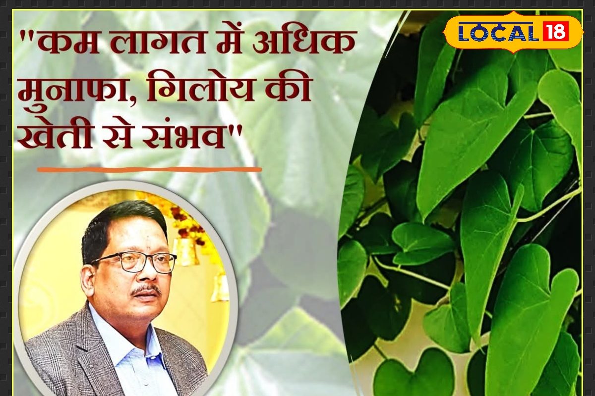 यह हरा पौधा नहीं, नोट छापने की मशीन है! बो दिया तो दसों उंगलियां घी में...
