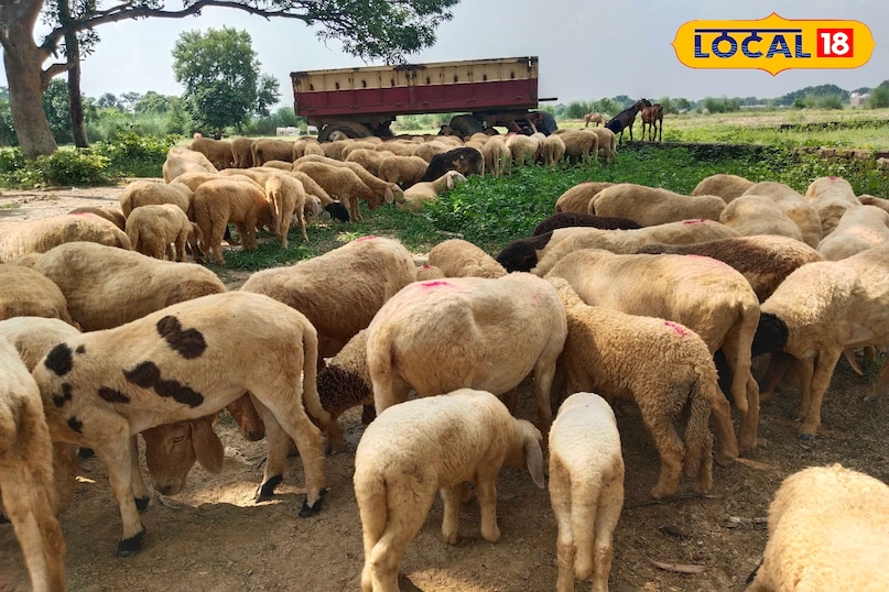bhed palan bhed palan