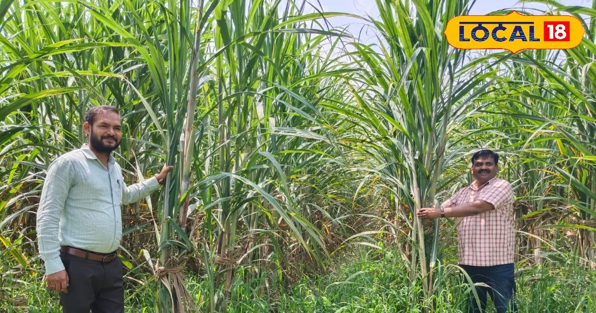 Sugarcane Farming: बारिश में गन्ना गिरा? 24 घंटे में अपनाएं ये फॉर्मूला, पैदावार दोगुनी करें आसानी से! – Uttar Pradesh News