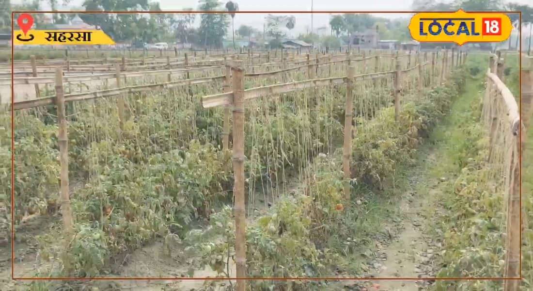 मचान पर उगाएं सब्जियां, कमाएं दोगुना! किसानों को मिलेगा 50% अनुदान, ऐसे उठाएं