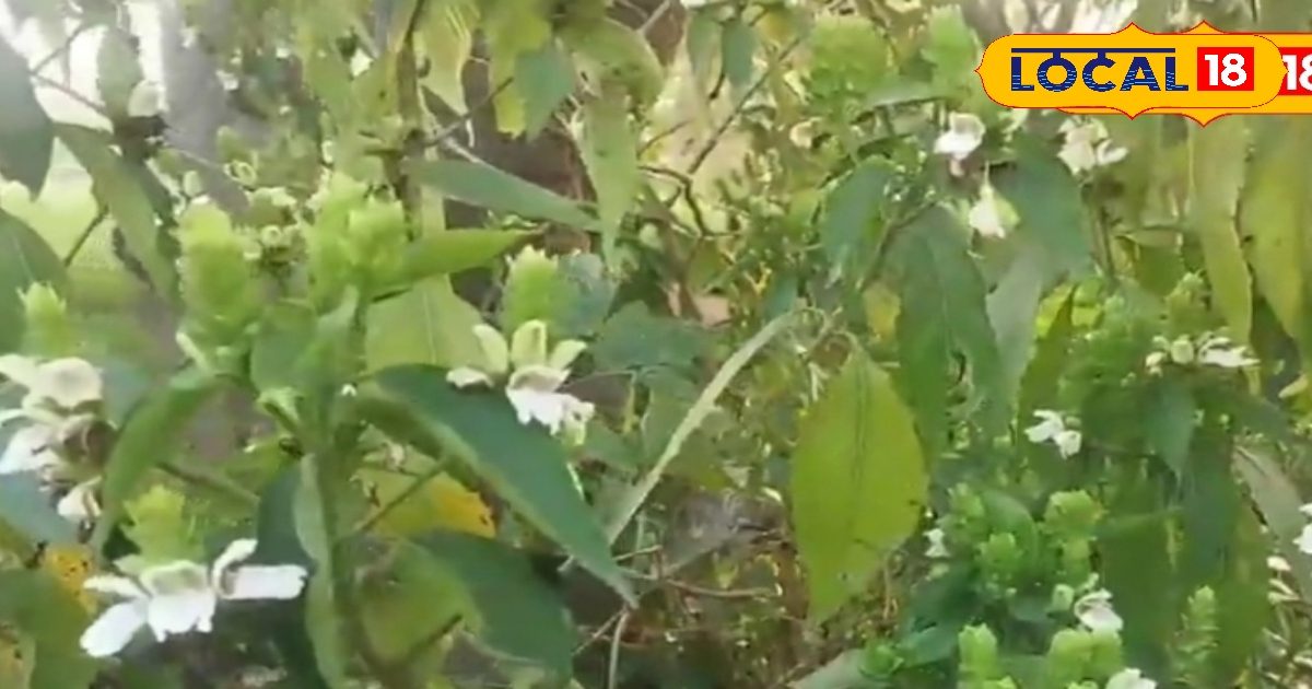खून पतला करने से कैंसर तक……. घर के पास उगता जंगली पौधा जो देता है चमत्कारी आराम, जानें फायदे