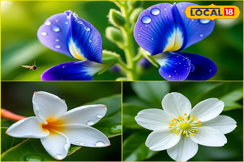 धार्मिक