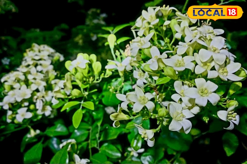 प्रकृति