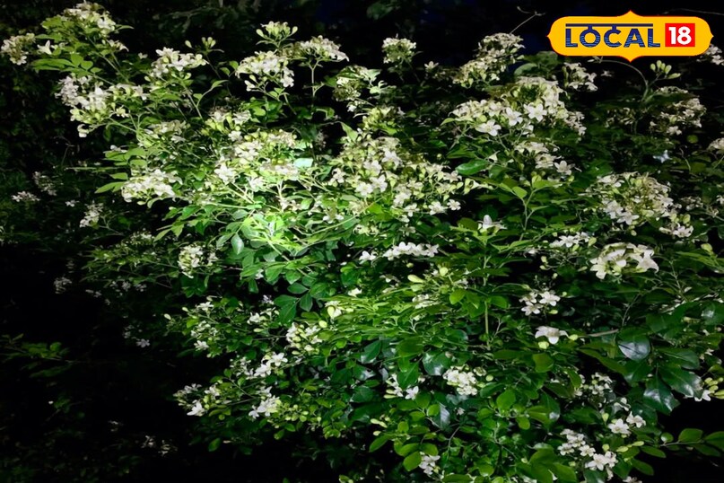 मधुकामिनी