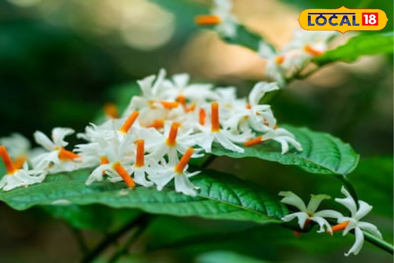 पारिजात