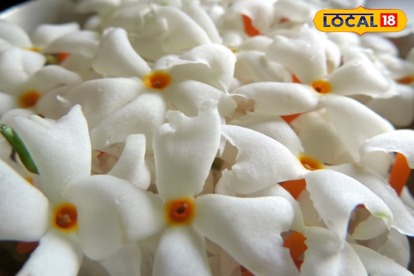 पारिजात