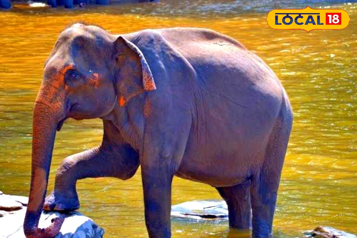 तन्हा हो गई है पटना की लक्ष्मी, हर दिन 100 लीटर पानी और 200 किलो करती है भोजन