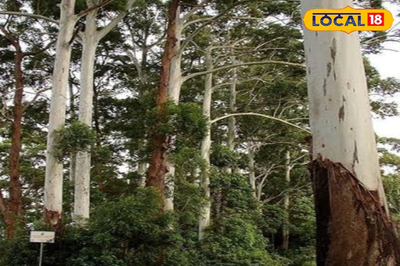 बागवानी बागवानी