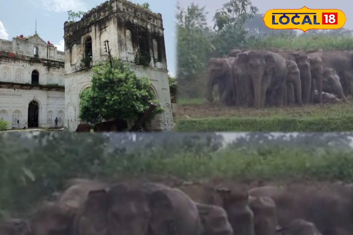 सिर्फ शिकार नहीं...हाथी पर सवार होकर राजा करते थे ये काम, बने थे स्पेशल कमरे!