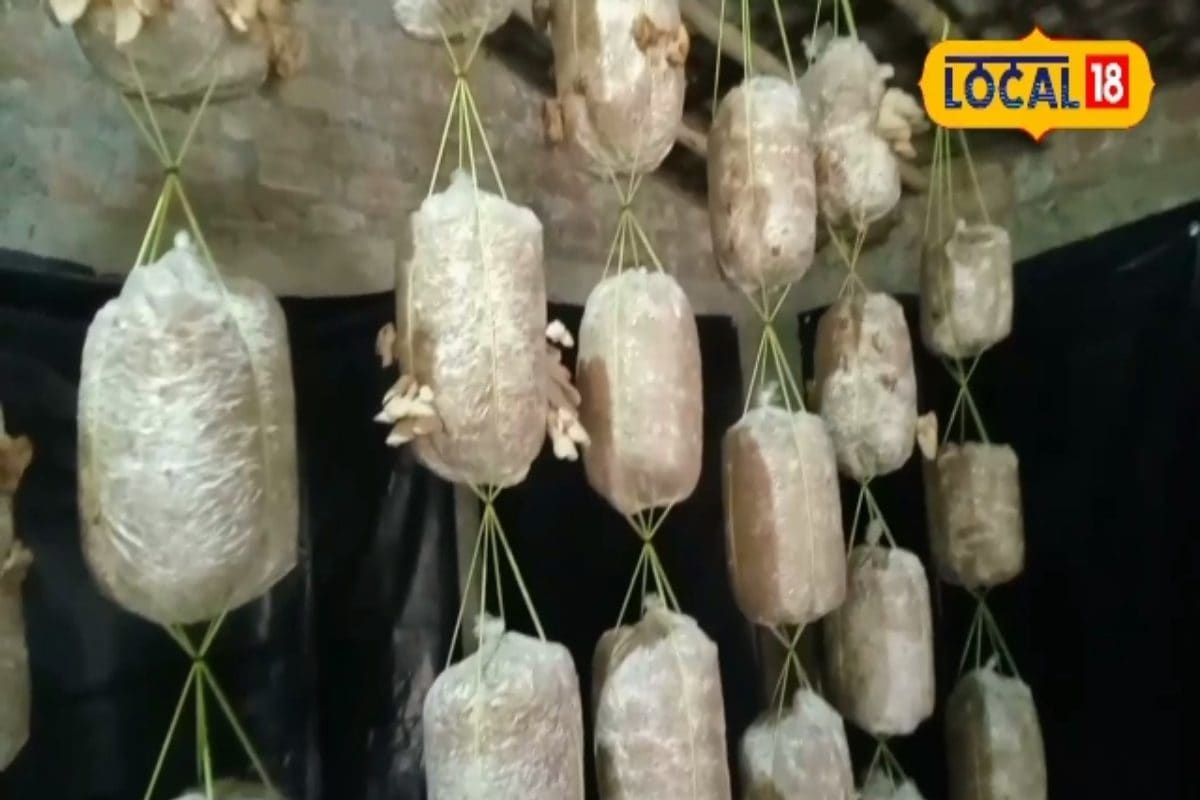 Mushroom Powder Fayde: पेट दर्द और एसिडिटी से तुरंत राहत! मशरूम पाउडर का कमाल