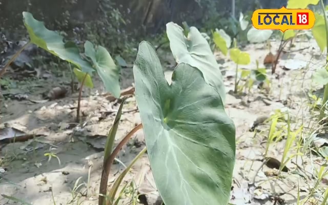 इसके पत्ते में मछली सा स्वाद, हाथी सी ताकत...बोया तो एक सीजन में बनेगा बंगला!