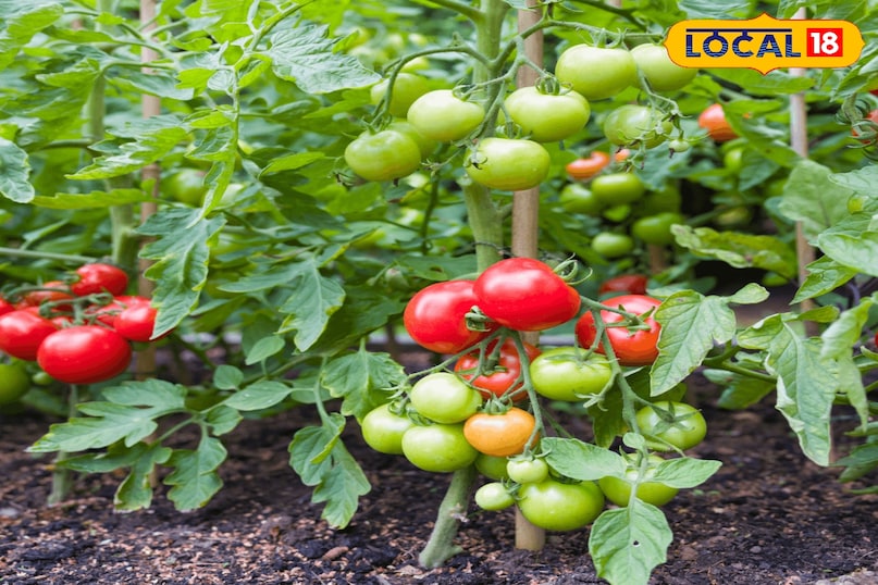 Gardening Tips, kitchen Gardening, How to grow tomato, टमाटर उगाने का तरीका, टमाटर के बीज को अंकुरित कैसे करें, ghar par tamatar kaise ugaye, घर पर टमाटर कैसे उगाएं, tamatar ugane ka tarika, Gardening Tips, kitchen Gardening, How to grow tomato, टमाटर उगाने का तरीका, टमाटर के बीज को अंकुरित कैसे करें, ghar par tamatar kaise ugaye, घर पर टमाटर कैसे उगाएं, tamatar ugane ka tarika,