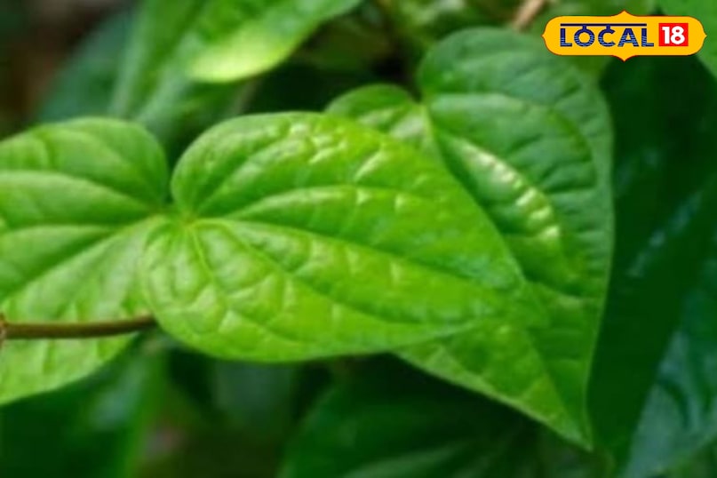 पान का पत्ता पान का पत्ता