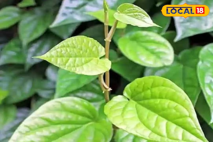 पान का पत्ता