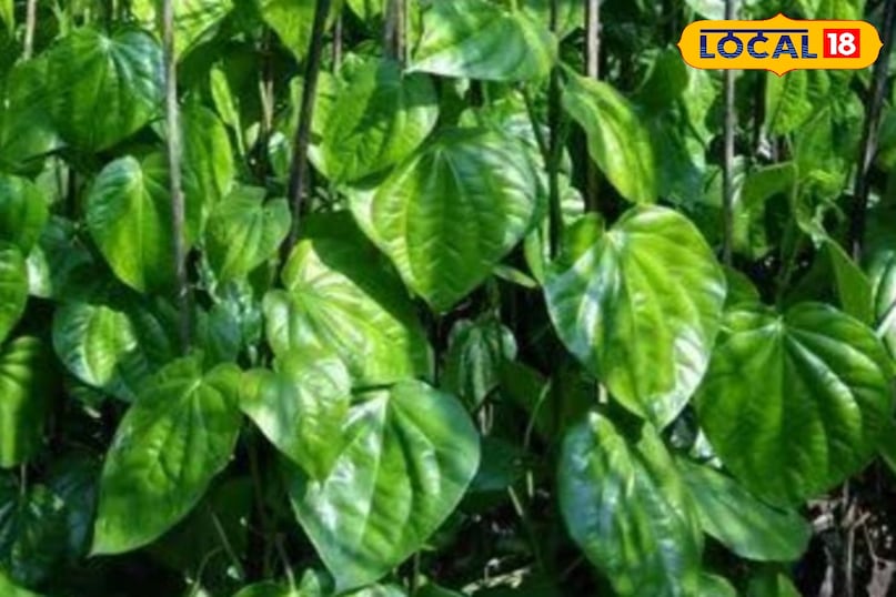 पान का पत्ता पान का पत्ता