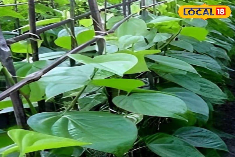 पान का पत्ता पान का पत्ता