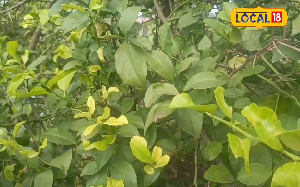 कोकोपीट, एलोवेरा, पॉलिथीन का ये धांसू जुगाड़… नींबू के एक पेड़ से तैयार होंगे 100 पौधे, जानें सही तरीका – Uttar Pradesh News