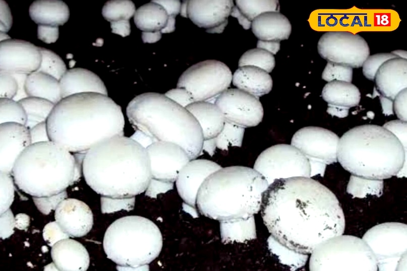 best benefits mashroom