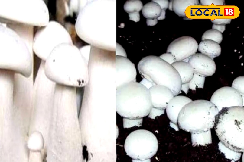 mushroom ke fayde 