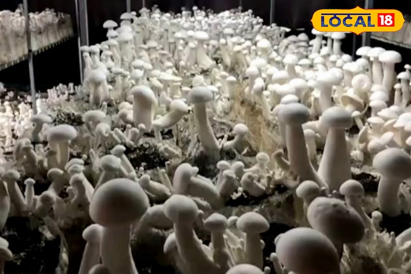 mashroom ke fayde 