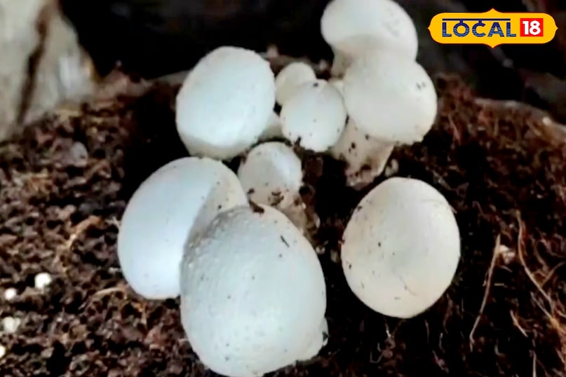 mashroom
