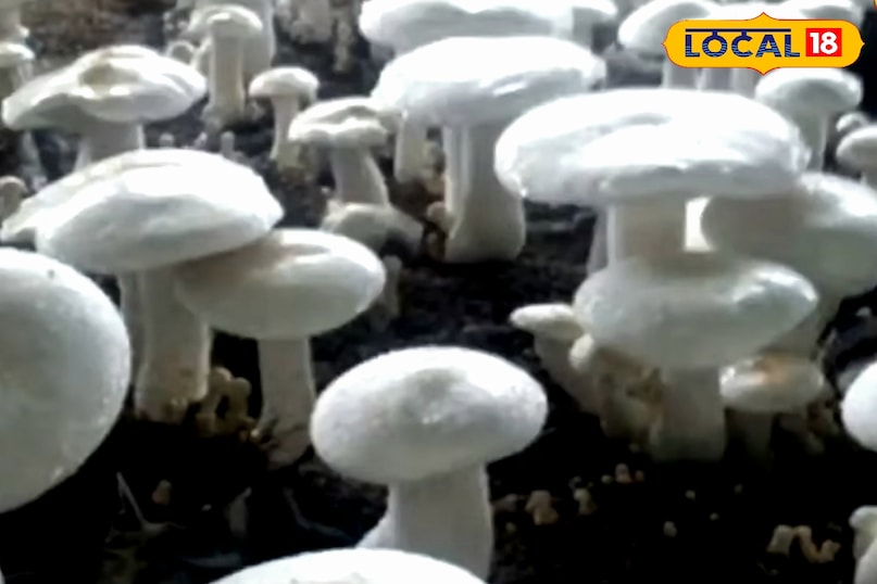 mashroom farming