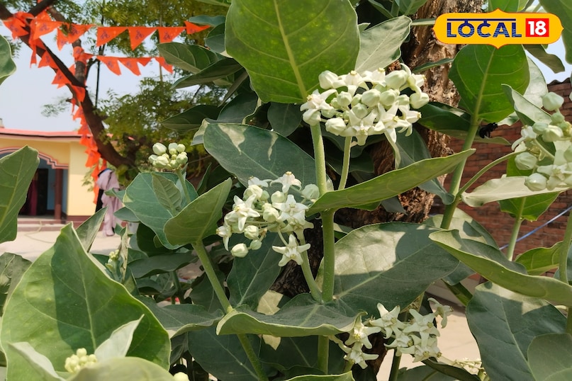 madaar flower 