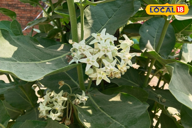 madaar ka flower 