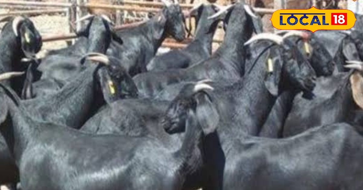 Goat Farming: 1200 रुपए किलो बिकता है मीट, बकरी की ये नस्ल देती हैं बैंक FD से भी ज्यादा रिटर्न!