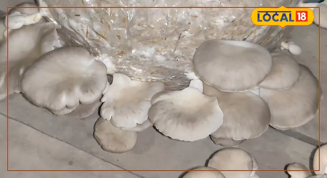 सहरसा के युवाओं की किस्मत बदलेगा खेती, मशरूम उगाकर करें बंपर कमाई