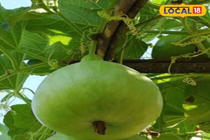 moradabad news,hindi news,up news,local news, मुरादाबाद समाचार, हिंदी समाचार, यूपी समाचार, लोकल समाचार।