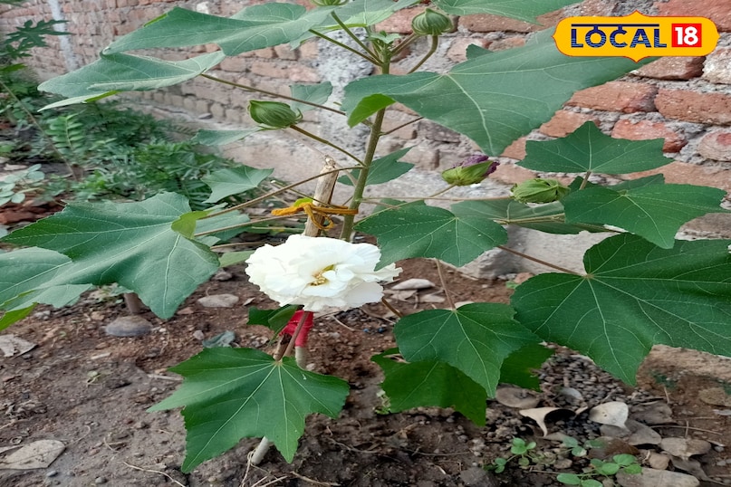 Plant 