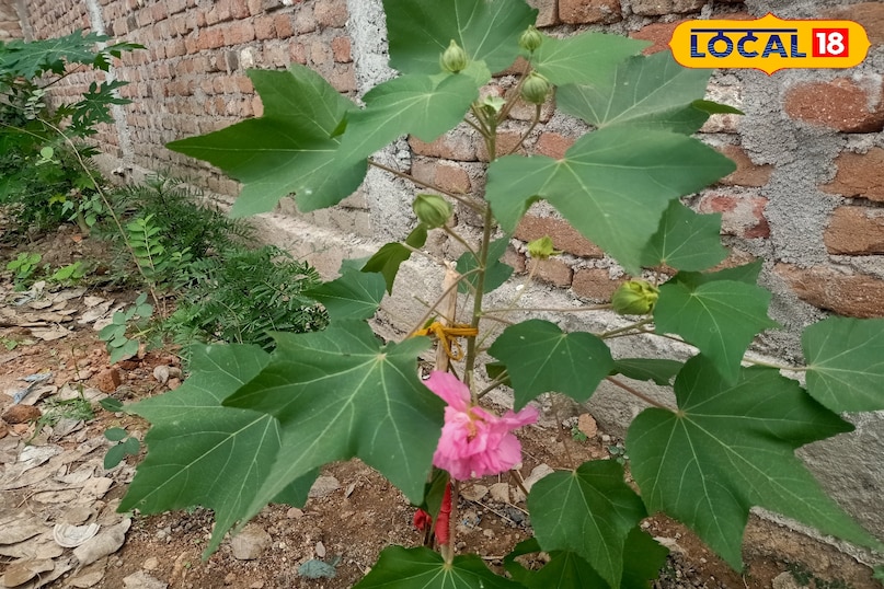 Plant 