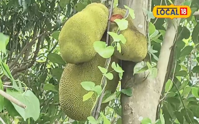 खेत छोड़िए बगीचे में लगाइये कटहल की ये वैरायटी, चाटकर खाते लोग, बरसेंगे नोट!