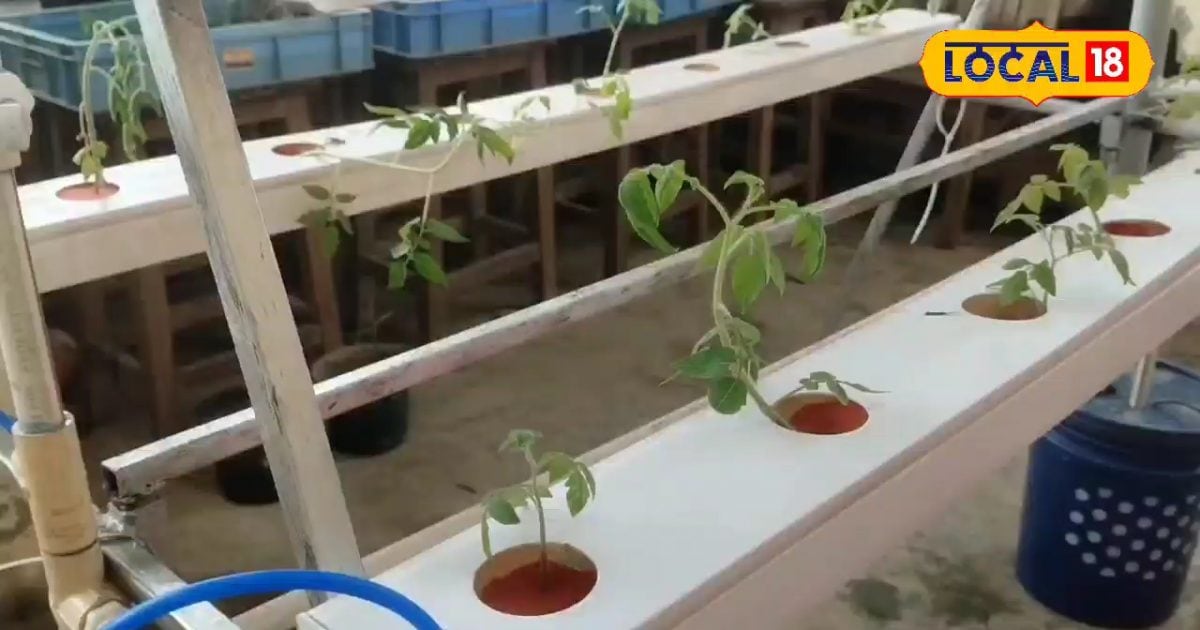 Kitchen Gardening Tips : न गमलों की जरूरन, न मिट्टी को कोई काम…इस ट्रिक से दीवारों पर उगेंगी सब्जियां